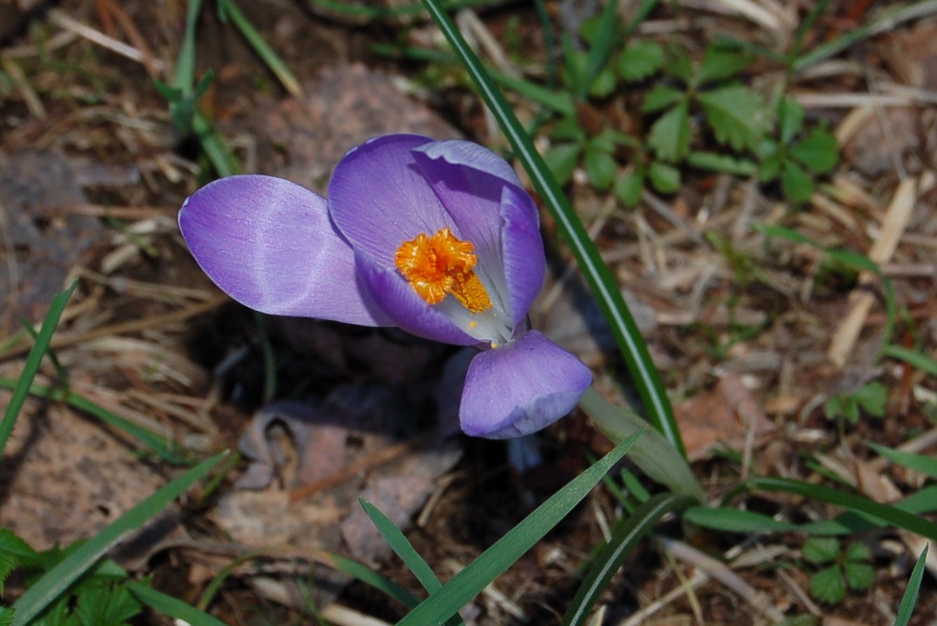 Accenno di primavera.